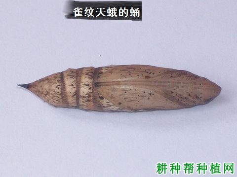 种植葡萄如何防治雀纹天蛾？