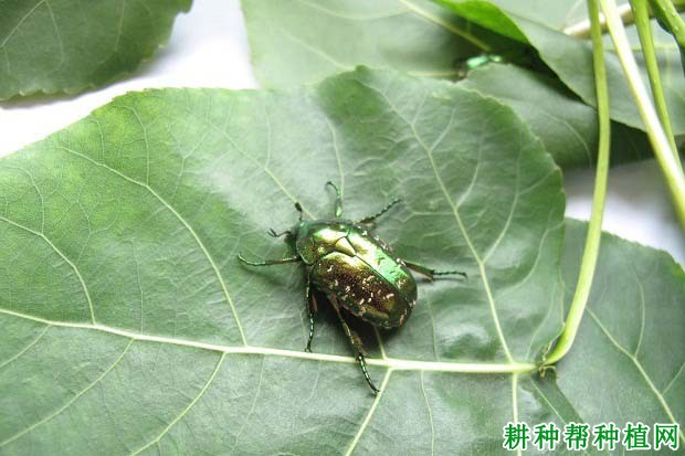 种植葡萄如何防治白星花金龟？