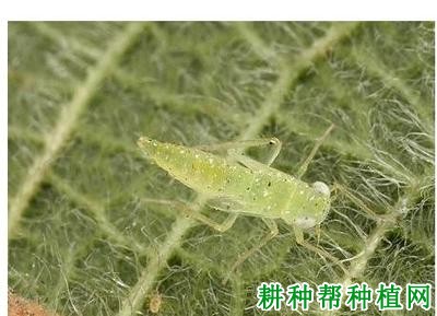 种植葡萄如何防治葡萄斑叶蝉？