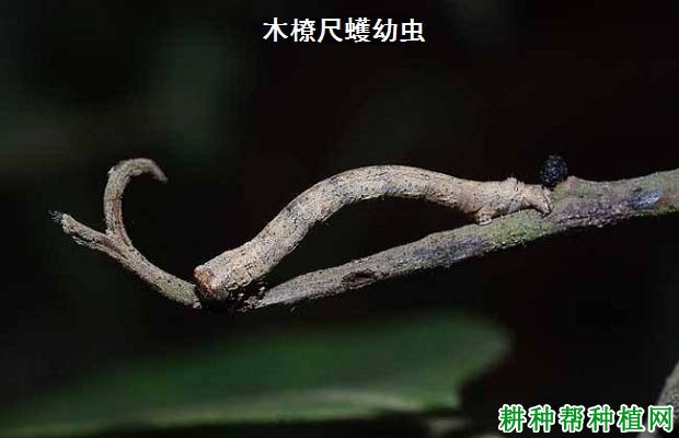 种植核桃如何防治木橑尺蠖？