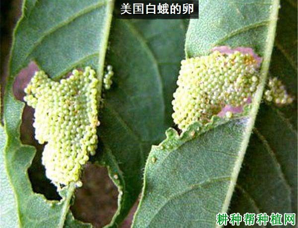 种植核桃如何防治美国白蛾？