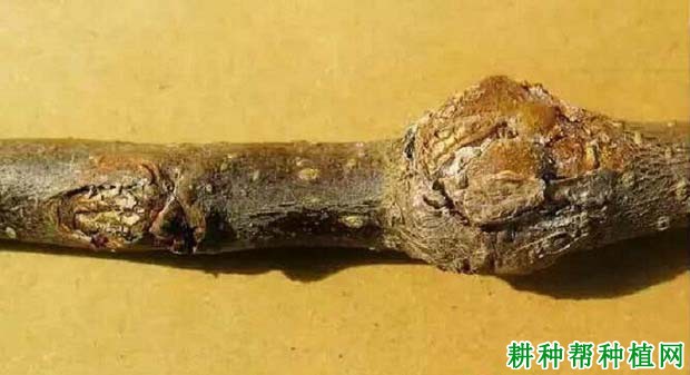 苹果树枝溃疡病如何防治？