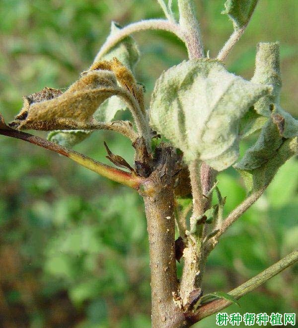 苹果花腐病如何防治？