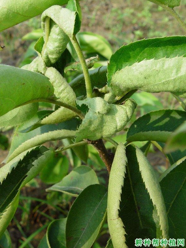 苹果茎痘病如何防治？