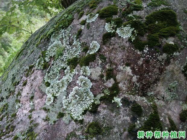 苹果树地衣病如何防治？