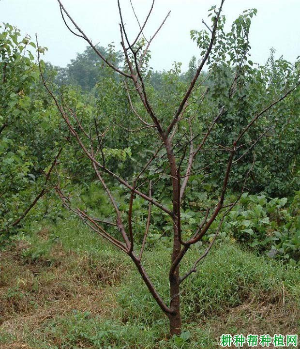 苹果树根朽病如何防治？