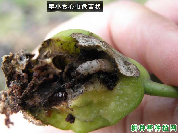 种植苹果如何防治苹小食心虫？