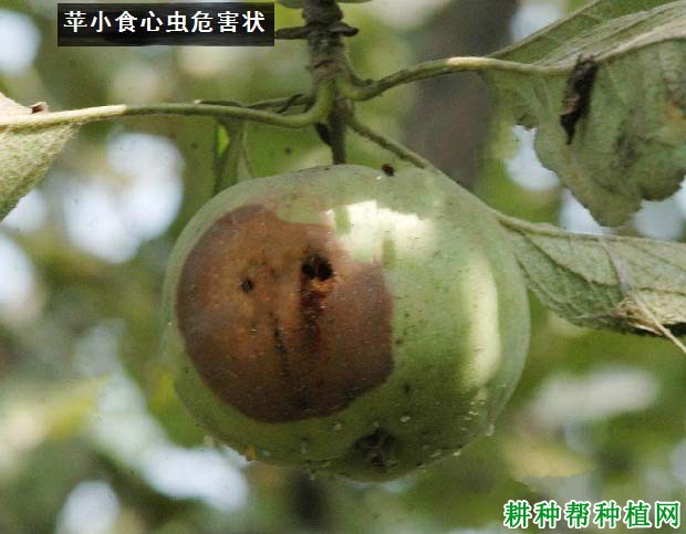 种植苹果如何防治苹小食心虫？