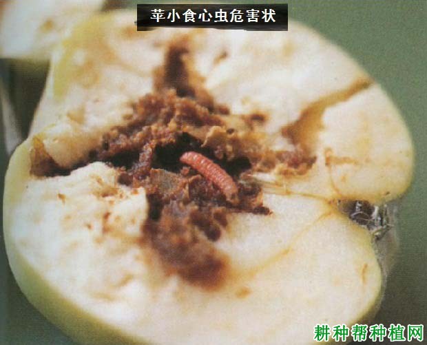 种植苹果如何防治苹小食心虫？