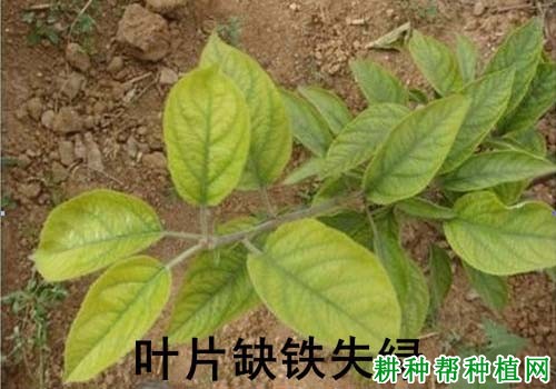 苹果缺铁黄化症如何防治？