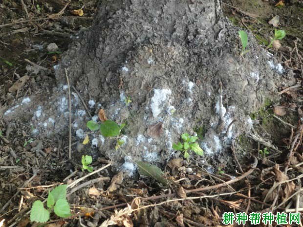 种植苹果如何防治苹果根绵蚜？