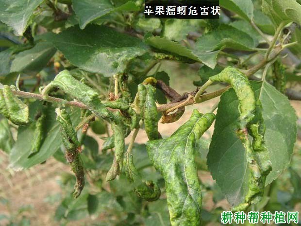 种植苹果如何防治苹果瘤蚜？