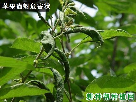 种植苹果如何防治苹果瘤蚜？