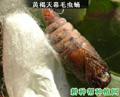 种植苹果如何防治黄褐天幕毛虫？