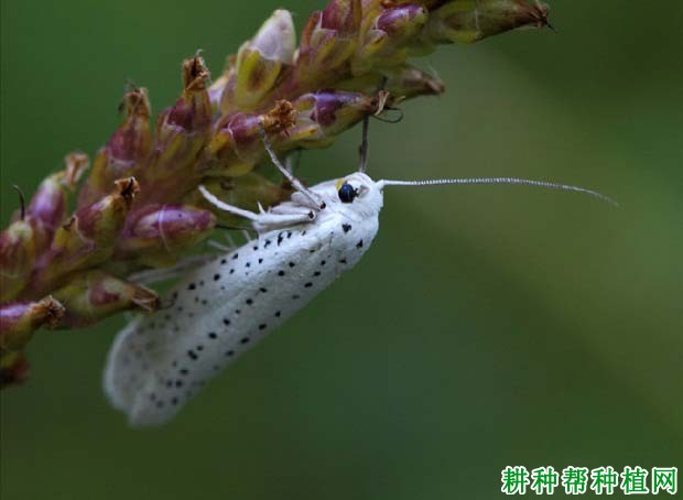 种植苹果如何防治苹果巢蛾？