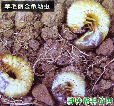 种植苹果如何防治苹毛丽金龟？