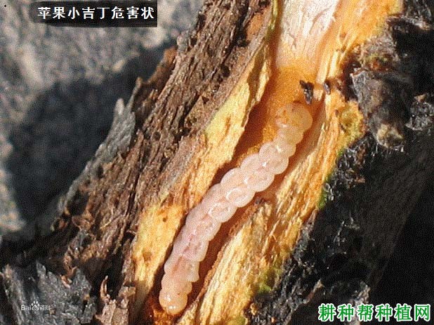 种植苹果如何防治苹果小吉丁？