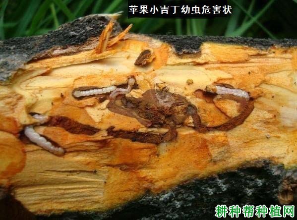 种植苹果如何防治苹果小吉丁？