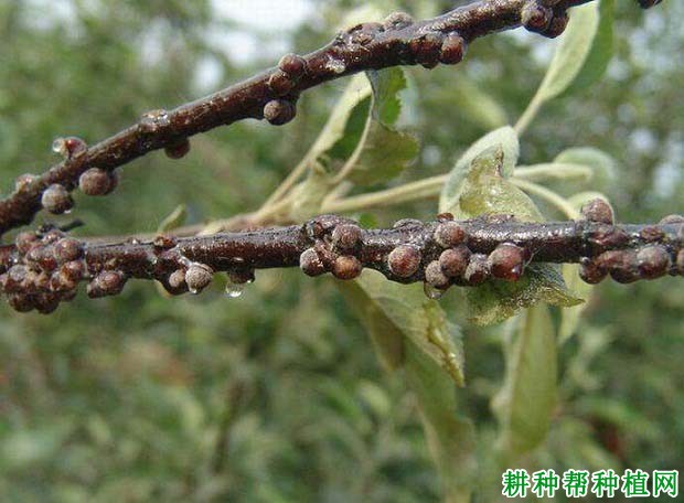 种植苹果如何防治苹果球蚧？