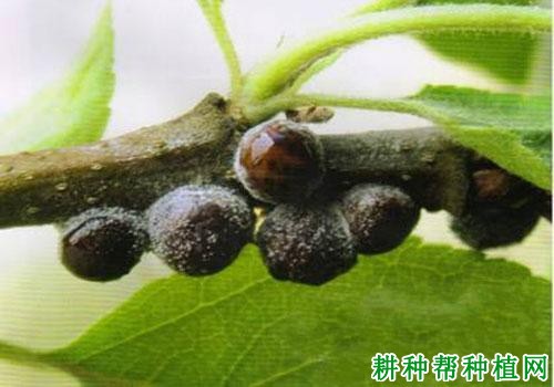 种植苹果如何防治苹果球蚧？