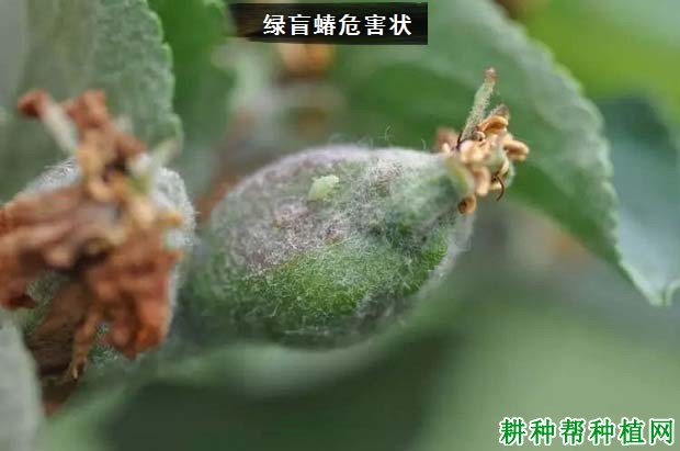 种植苹果如何防治绿盲蝽？