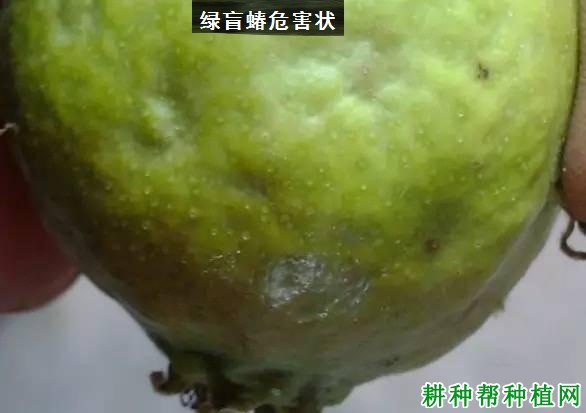 种植苹果如何防治绿盲蝽？