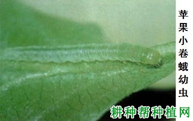 种植苹果如何防治苹果小卷蛾？