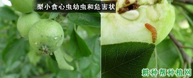 种植苹果如何防治梨小食心虫？