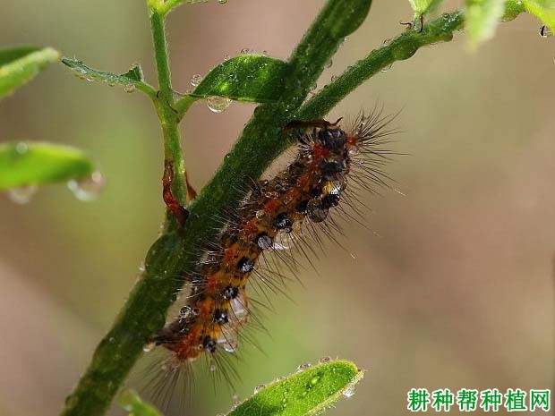 种植苹果如何防治盗毒蛾？