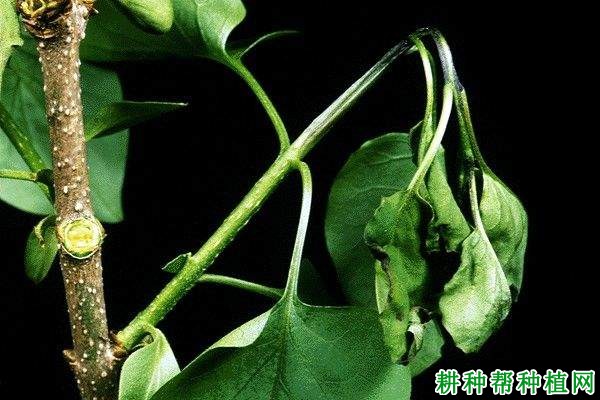 种植梨如何防治梨火疫病？