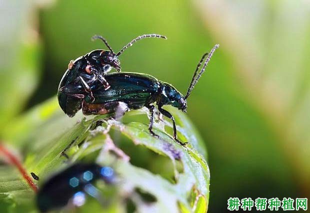 种植苹果如何防治苹果蓝跳甲？