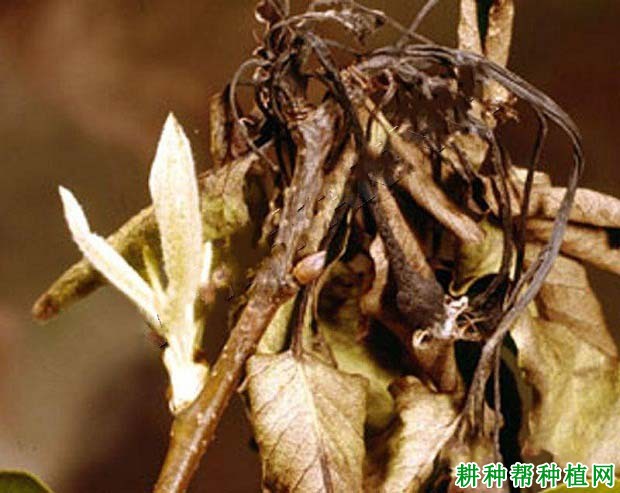 种植梨如何防治梨火疫病？