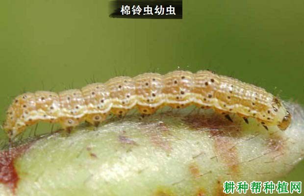 种植苹果如何防治棉铃虫？