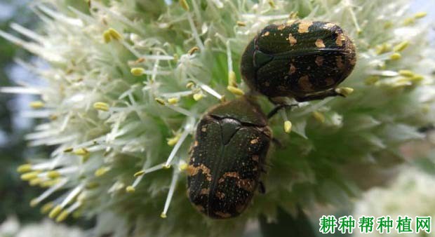 种植苹果如何防治小青花金龟？