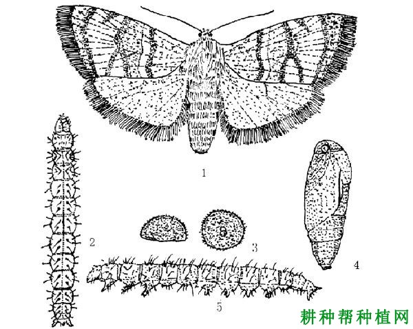 种植苹果如何防治苹果雕翅蛾？