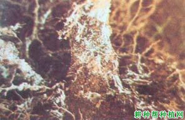 种植梨如何防治梨白纹羽病？