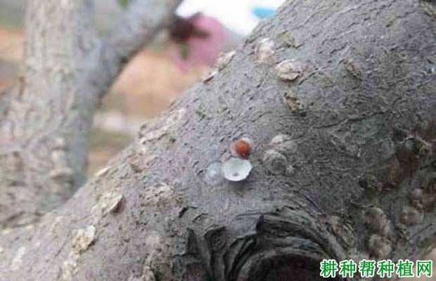 种植苹果如何防治梨圆蚧？