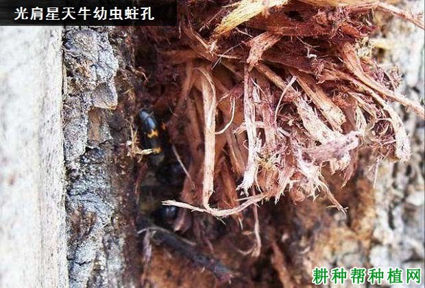 种植苹果如何防治光肩星天牛？