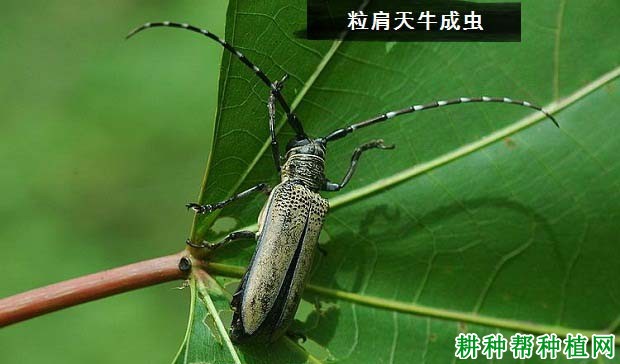 种植苹果如何防治粒肩天牛？