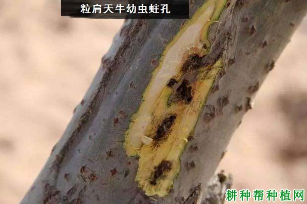 种植苹果如何防治粒肩天牛？