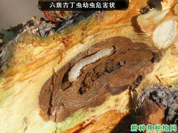 种植苹果如何防治六斑吉丁虫？