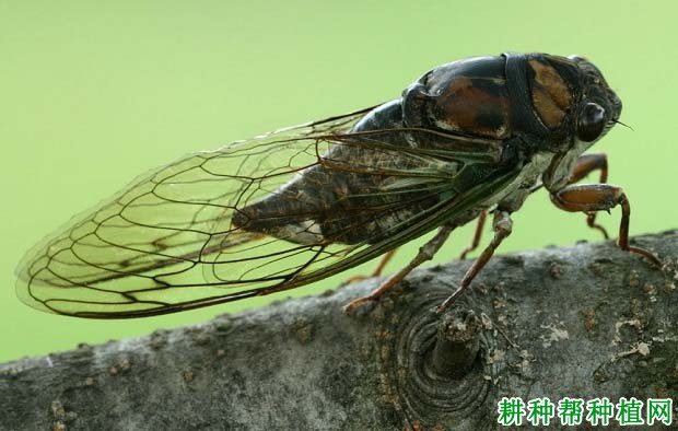 种植苹果如何防治黑蚱蝉？