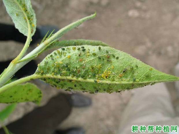 种植苹果如何防治绣线菊蚜？