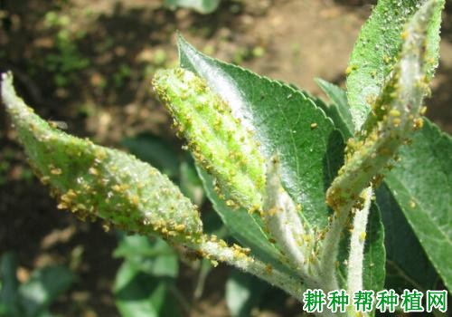 种植苹果如何防治绣线菊蚜？