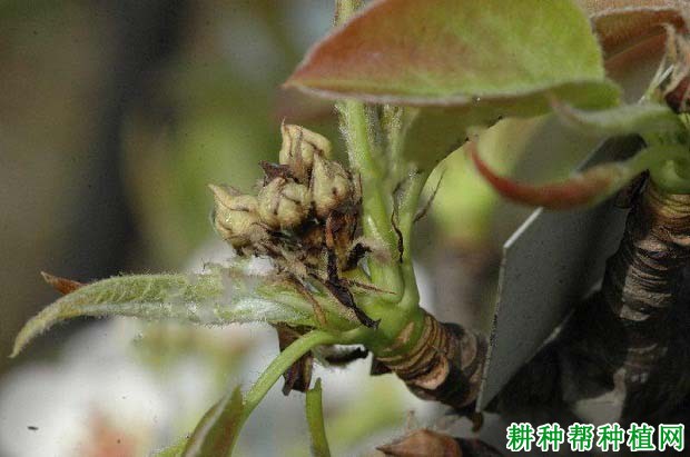 种植梨如何防治梨细菌性花腐病？