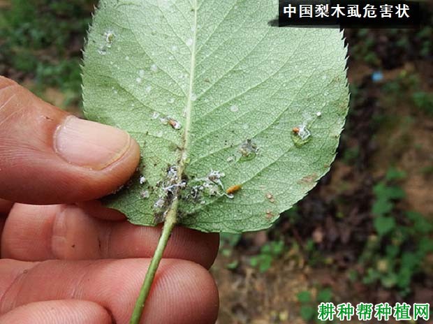 种植梨树如何防治中国梨木虱？