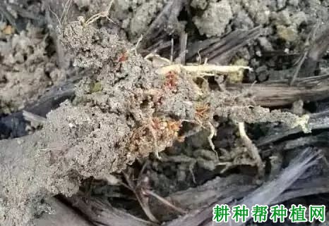 种植梨如何防治梨根结线虫病？