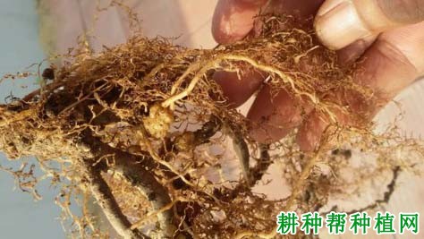 种植梨如何防治梨根结线虫病？