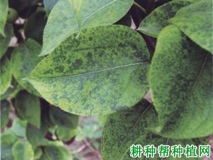 种植梨如何防治梨环纹花叶病？