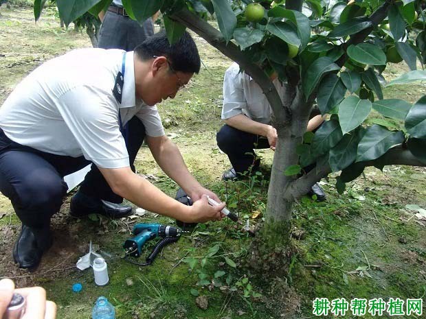 种植梨如何防治梨树根癌病？